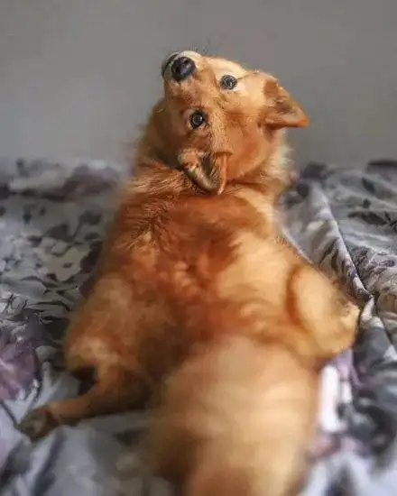 狗子回头的方式很奇怪,主人都感叹:它好像坏掉了!