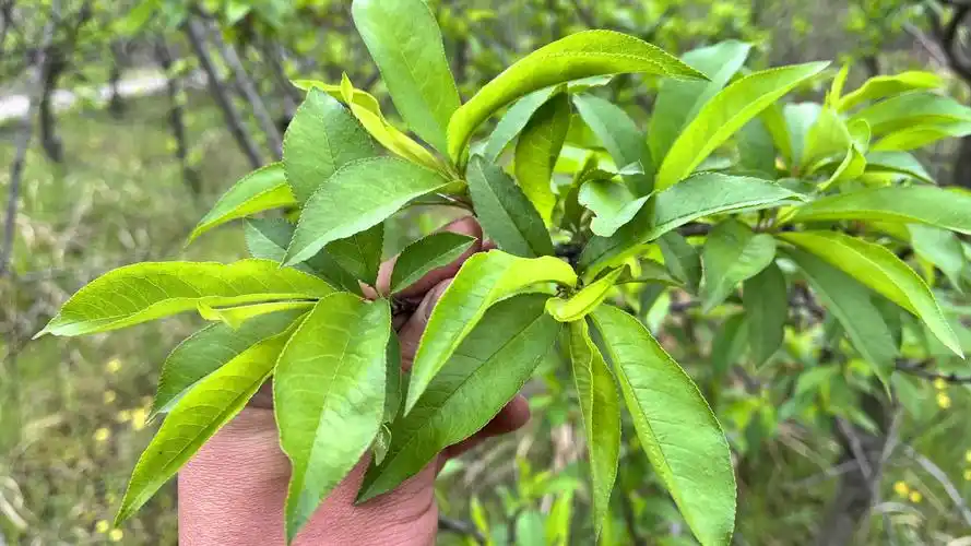 农村不起眼的桃树叶3大用途厉害了解决不少人烦恼