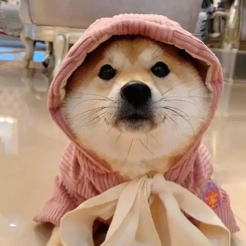 女头像搞笑沙雕笑死人欠揍单身狗