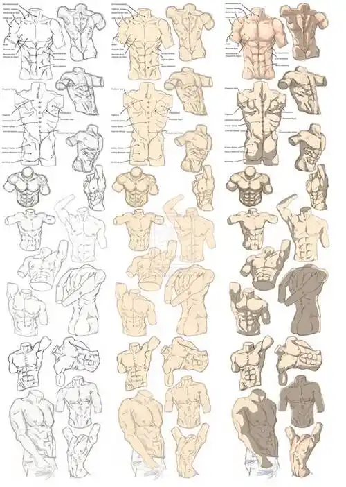 教你画出像兄贵一样结实的肌肉男性人体比例基础绘画教程