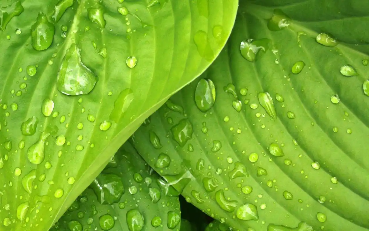 小清新养眼绿色植物壁纸_微距好看清新摄影