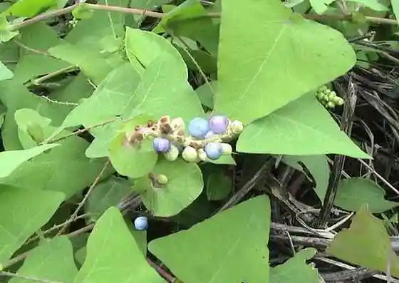 蛇不过这种药材在客家乡村随处可见经常用来治毒蛇咬伤