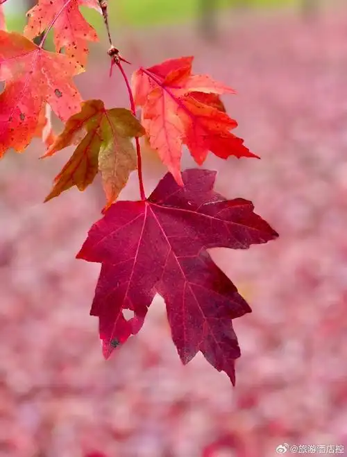 记录旅行#又到了赏枫93的季节,很喜欢这样的一整片红色枫叶93