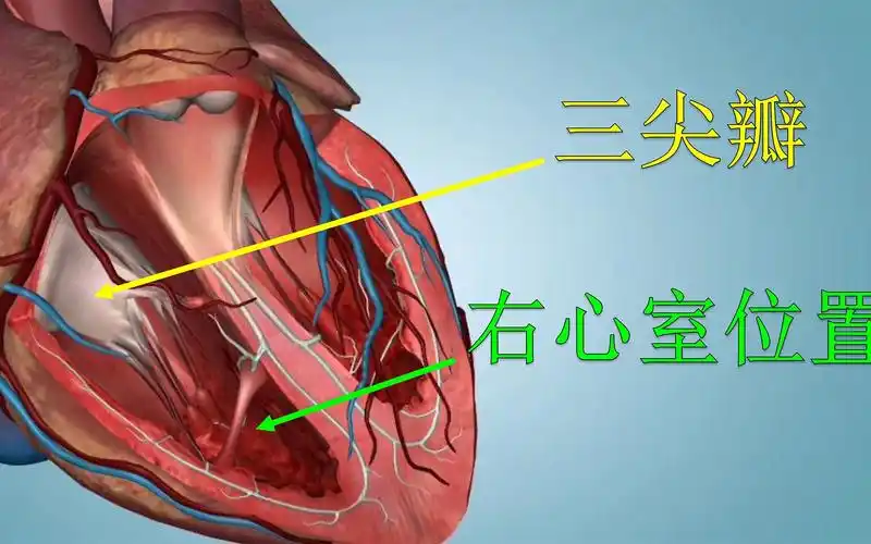 解剖中的外科学,心脏的三尖瓣复合体是啥?医生通过3d讲解
