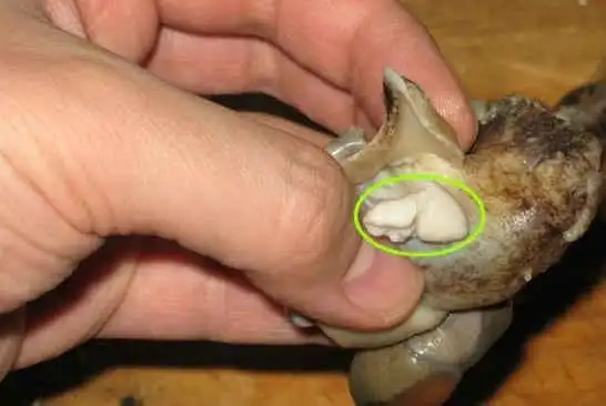 海螺不能吃部位详解图