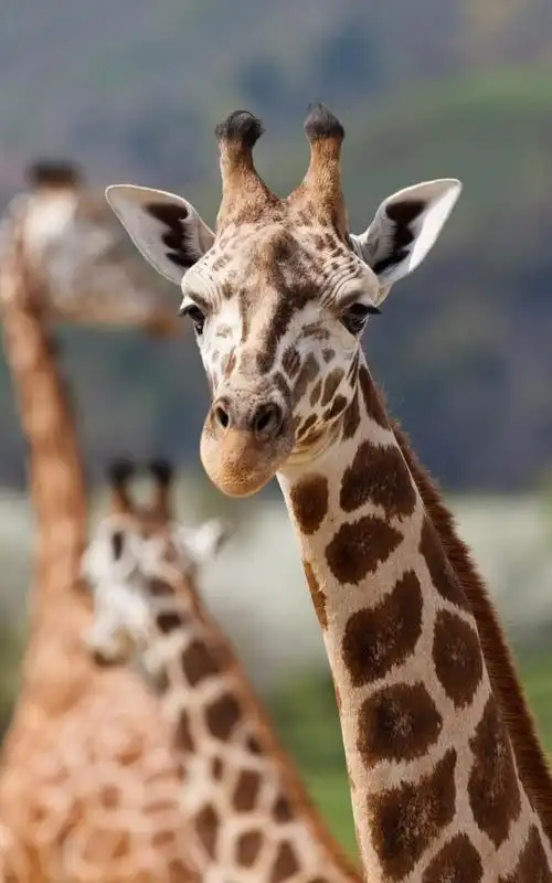 长颈鹿是个大哑巴,曾帮助科学家发明飞行员的抗荷服|动物|捕食|食草类