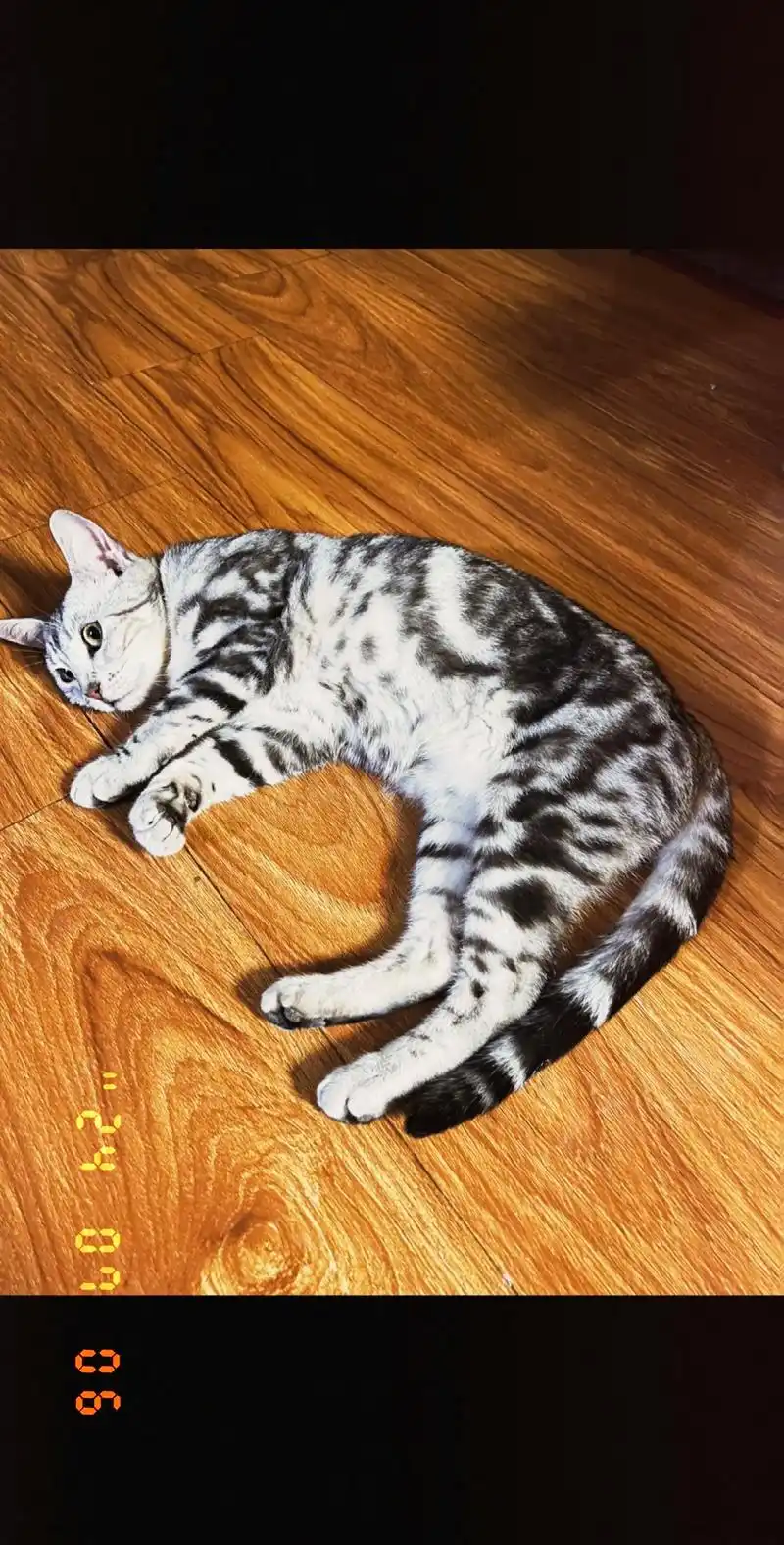 在小区里收留了一只小虎斑猫,大约一岁多吧,母