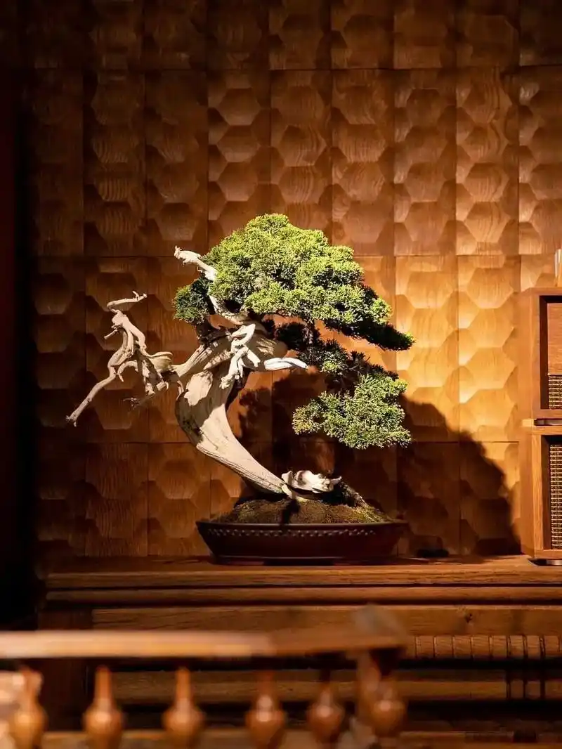 审美积累丨盆景欣赏.日本潮流园艺盆景 tradmans b - 抖音