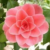 微信头像女人花【点击鼠标右键下载】