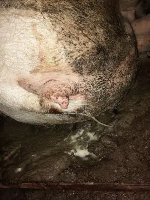 空怀母猪配种十天后母猪产门流出象牛奶样的液体请教怎样治疗谢谢