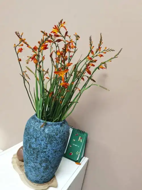 古风少不了火焰兰