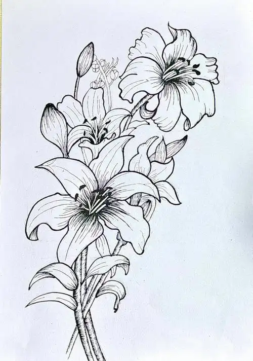 附有步骤图花卉线描