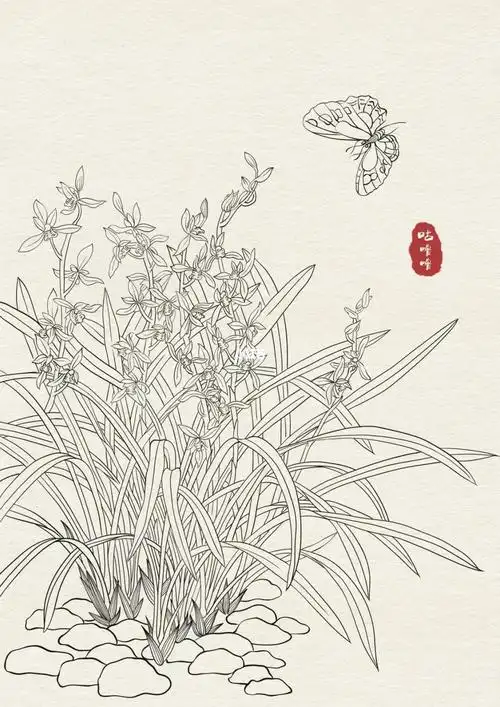 兰花线稿白描插画国风练习