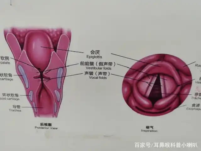 会厌分为舌面个喉面