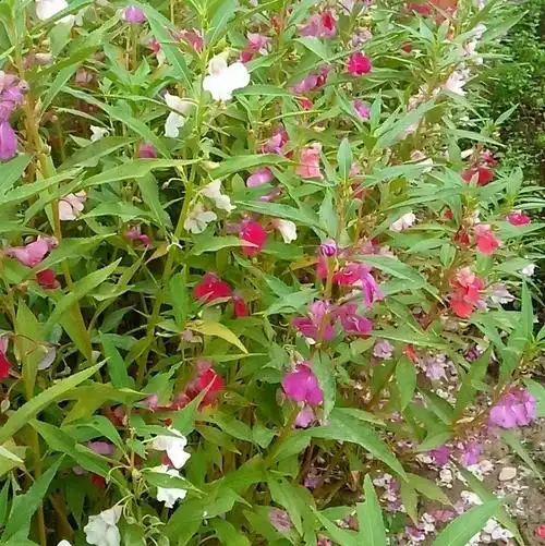 仙花苗种植物盆栽指甲花驱蛇灭蛇防花卉灭门绿植