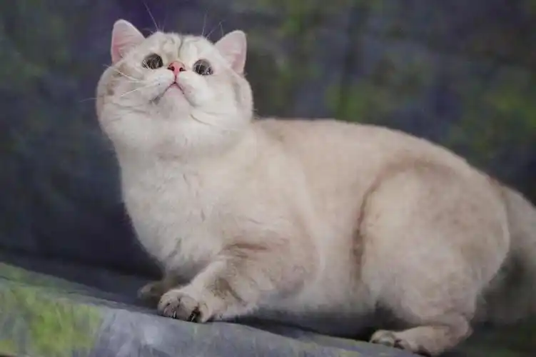 重点色英短山猫重点色