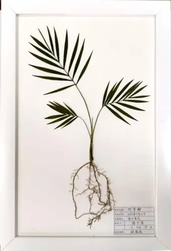 我们爱科学——红旗实验小学自制植物标本活动