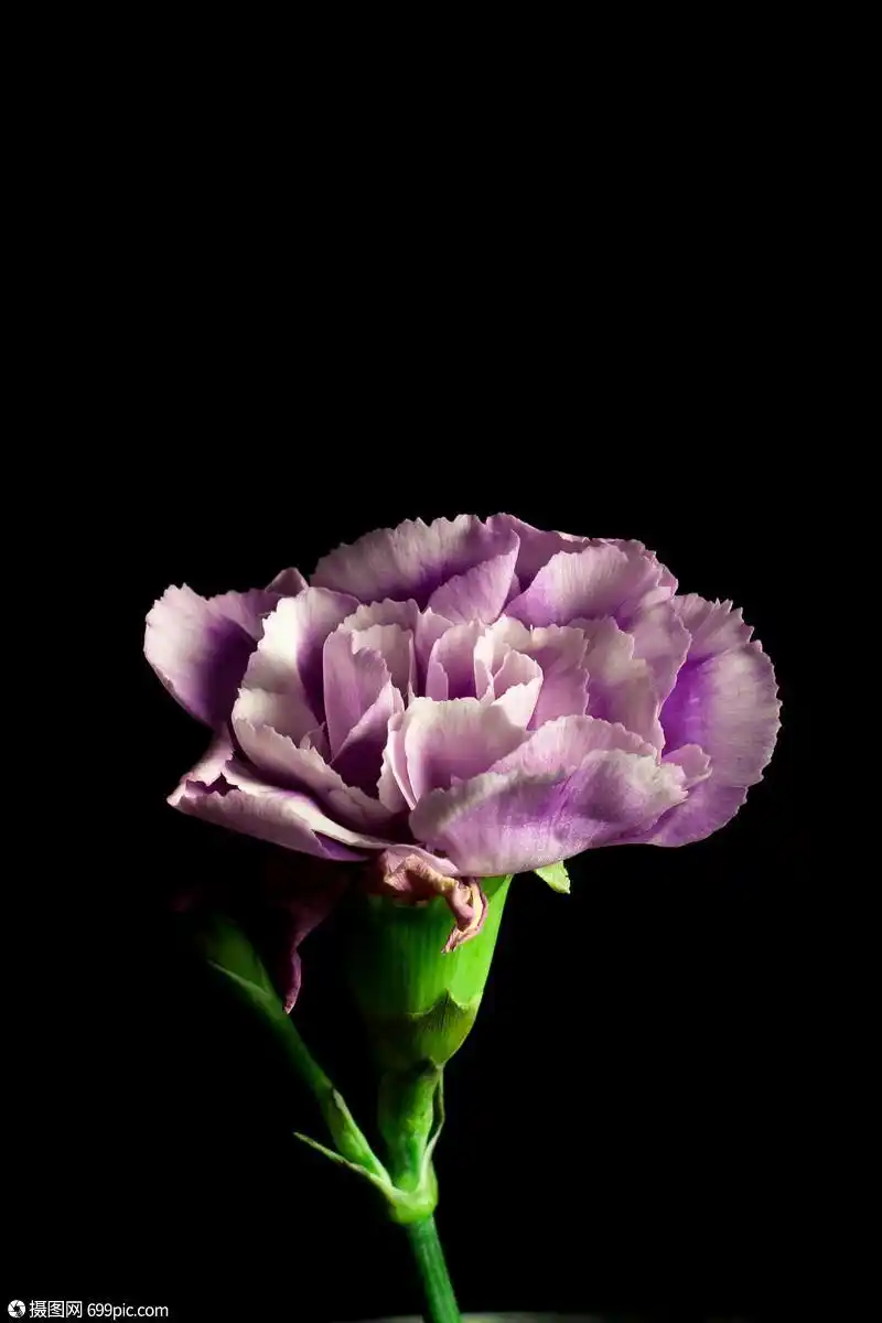 紫色康乃馨手机壁纸花黑底