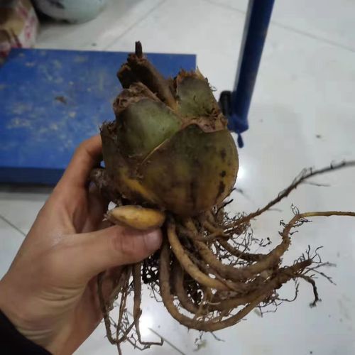 荞麦叶百合花种 百合花 盆栽花园 庭院花奔--爱鉴花 智能清新生活