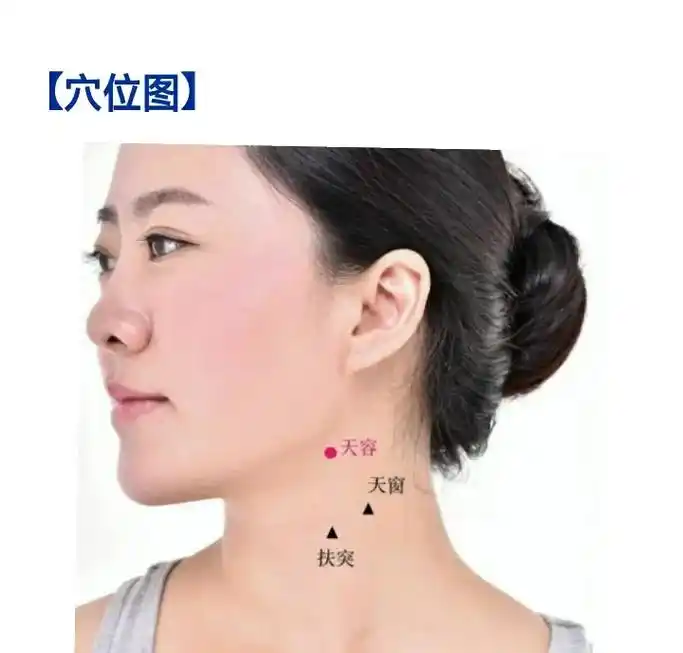 手太阳小肠经～天容穴#经络穴位 #中医养生知识 - 抖音