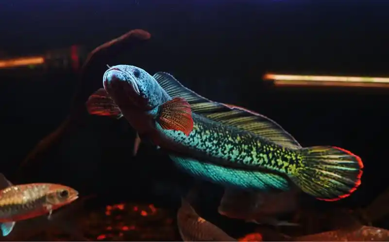 水族巴卡雷龙鱼饲养记录pt2