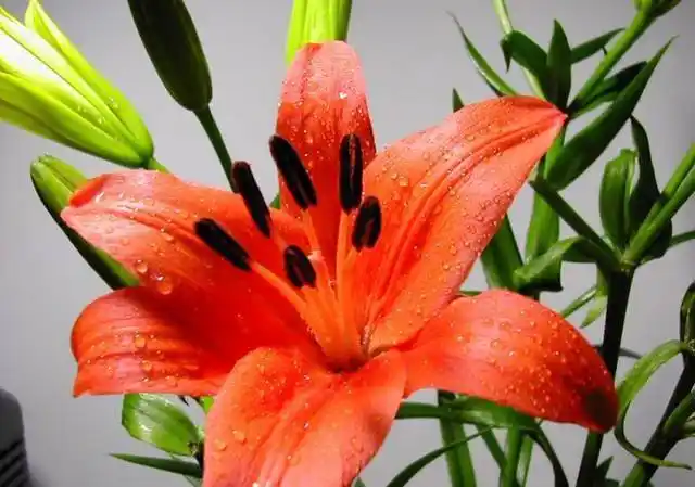 火百合的花语(火百合的花语是什么)