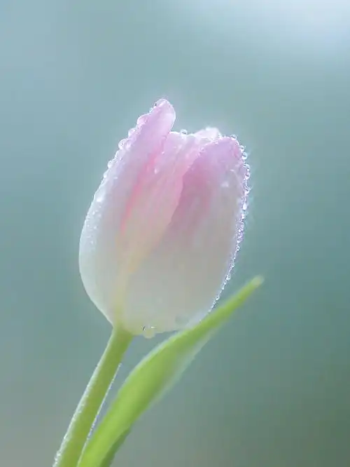 静物摄影郁金香真的闭眼拍都美