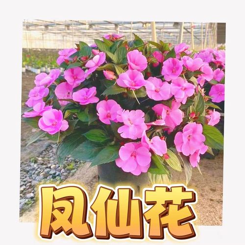 小凤仙花懒人新款鲜花盆栽基地直销大苗耐热节日礼物夏天花卉大全