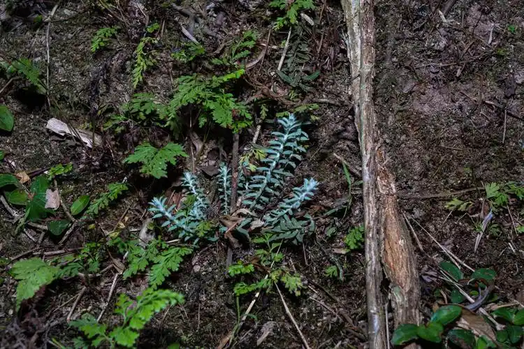 沙氏鹿茸草monochasma savatieri franch. ex maxim. - 一条有梦想de