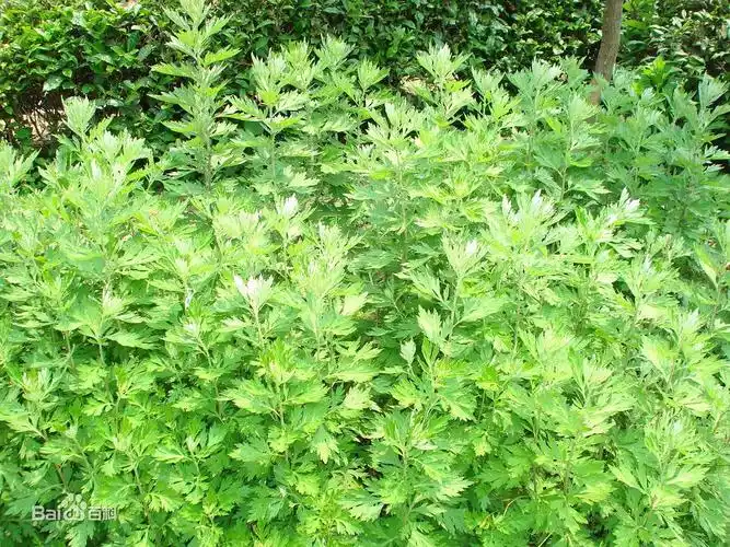 良好;民间还作"艾"(家艾)的代用品;四川民间作"刘寄奴"(奇蒿)的代用品