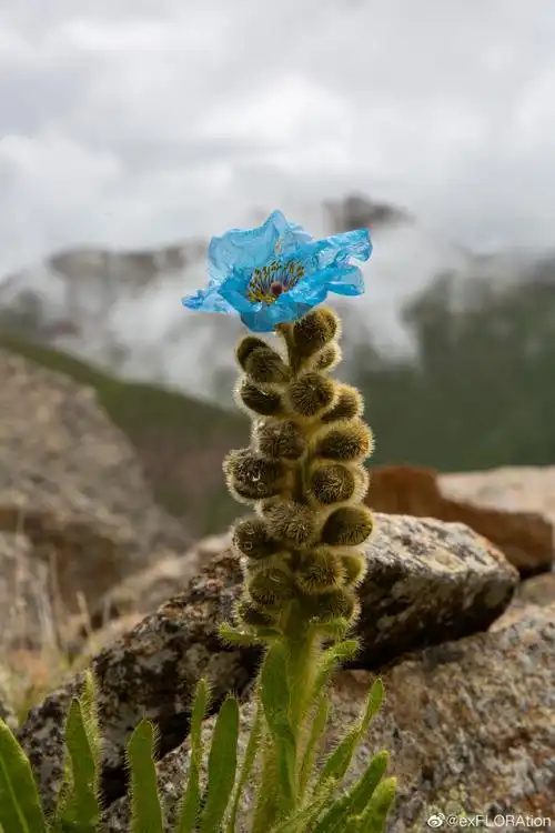 微博公开课##知识科普季##趣味知识科普#毛瓣绿绒蒿(meconopsis
