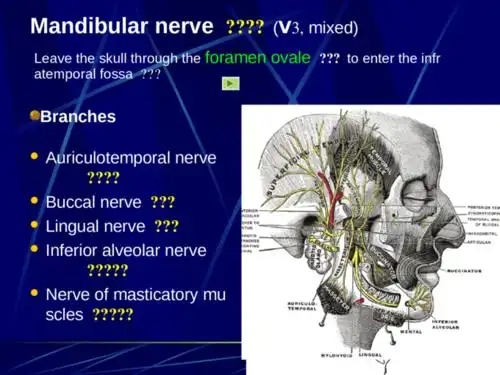 the cranial nerves .