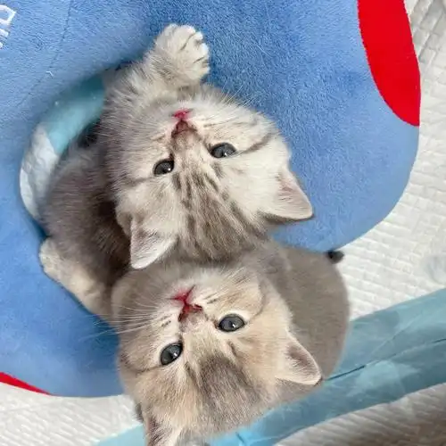 银渐层妈妈和蓝猫爸爸的三只小奶猫