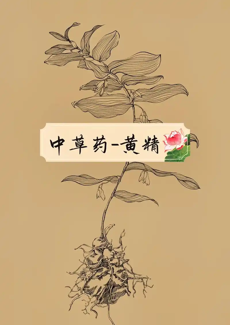 18100中草药手绘线稿黄精多花黄精