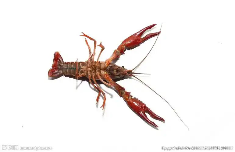 小龙虾图片
