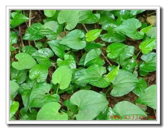 清血草是什么意思