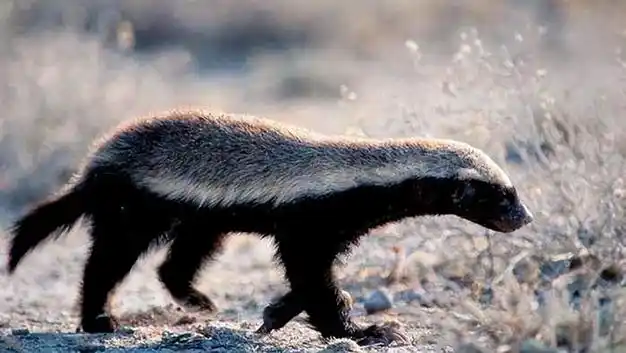 毒蛇泡酒能以毒攻毒平头哥百毒不侵为什么不用它来泡酒