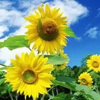 微信头像图片大全 微信花草植物头像