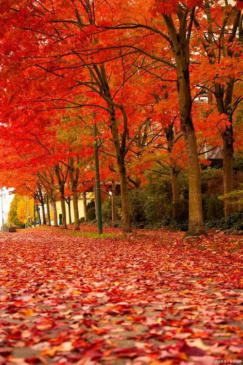 枫叶的优美句子有哪些