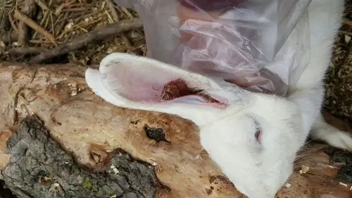 请问下那个大神知道我家饲养兔子耳朵怎么了.有图片.