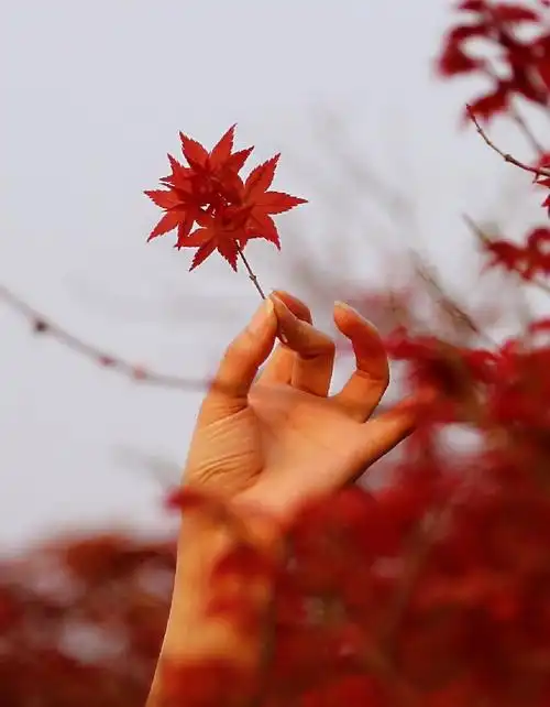 手中的枫叶