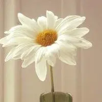 手机微信花草小清新自然_微信头像图片大全