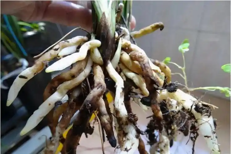 养兰花重点在养根,养出粗壮的白根,兰花叶子绿开花多