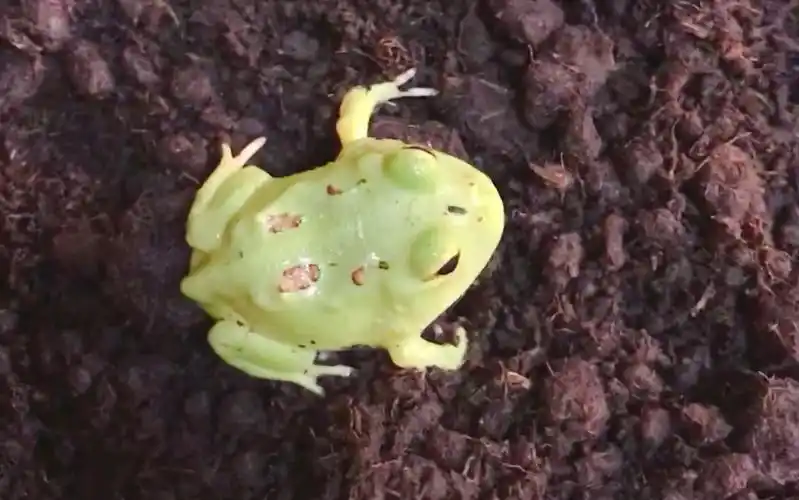 日常彩蛋《日系宇智角蛙开食》