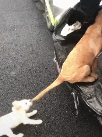 狗狗愿意让你碰"五样东西",那么这狗没有白养