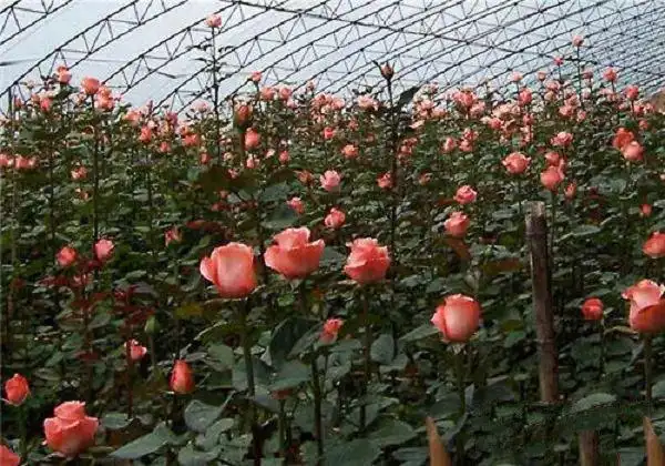 大棚月季花的春季管理