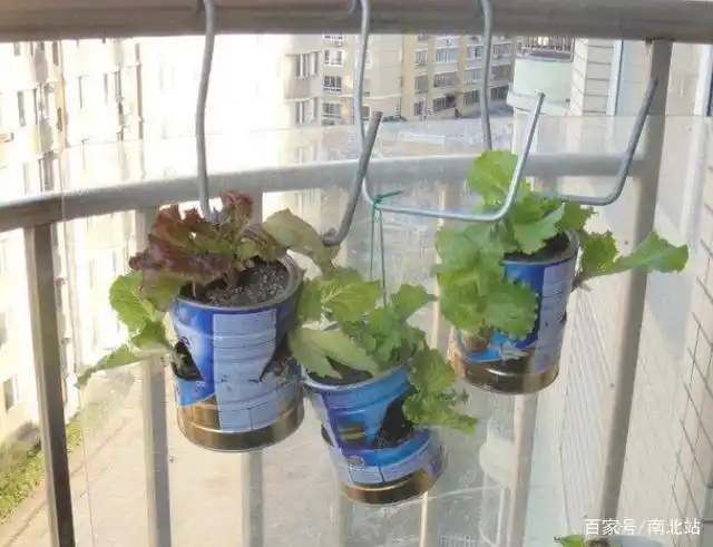 奶粉桶废物利用 教你用奶粉罐做花盆阳台种生菜