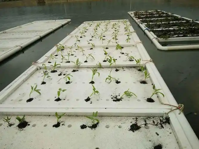 玉溪市元江县开展鱼塘水面浮床栽培空心菜的技术试验示范,养殖试验