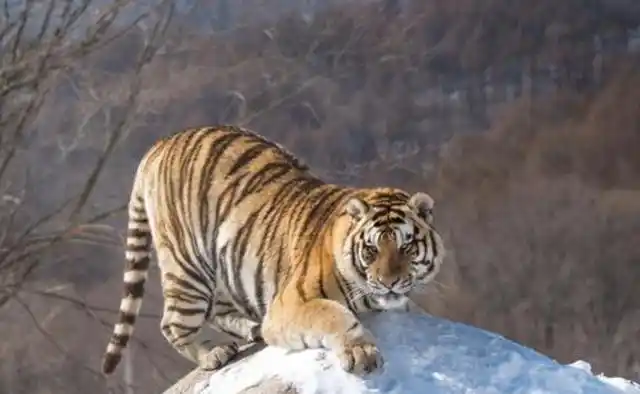 世界上最大的老虎:东北虎体长达2.8米,狼群见到立马逃窜