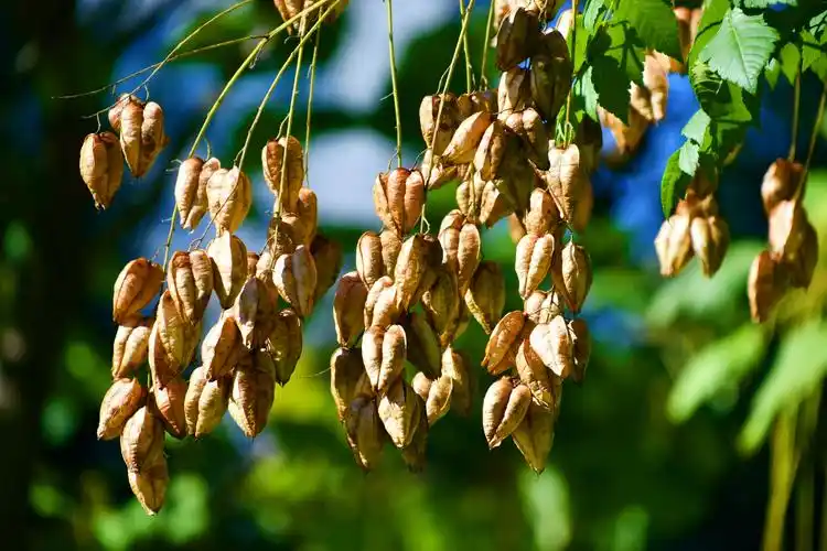 成熟的栾树果实,原创拍摄__财经头条